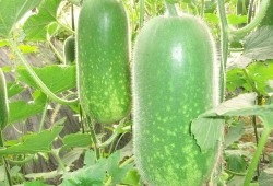 热门大瓜往期内容